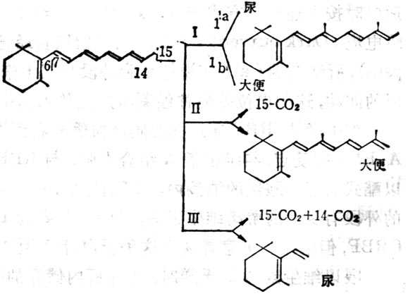  维生素A的氧化代谢的可能途径