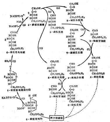  磷酸戊糖途径