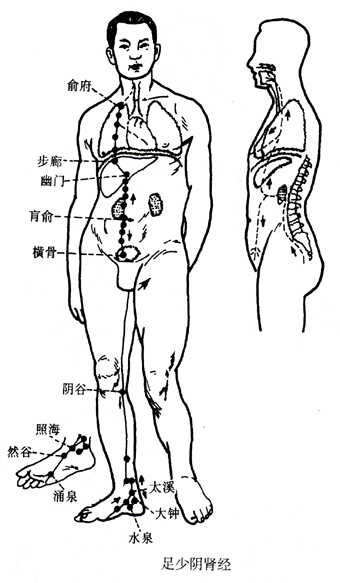 足少阴肾经.jpg