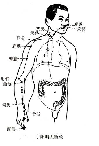 手阳明大肠经.jpg